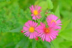 散歩の途中で。③