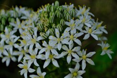 散歩の途中で。⑧