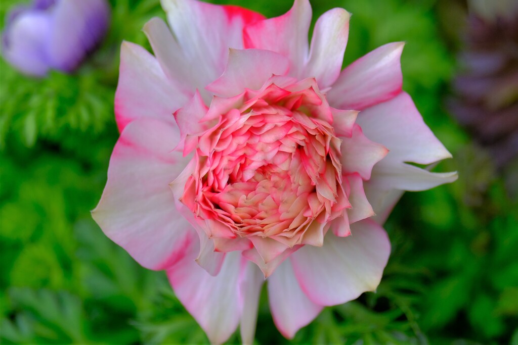 散歩の途中で。③