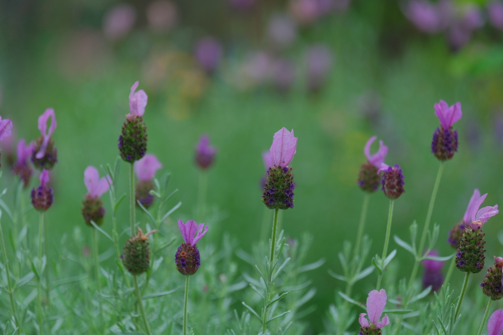 散歩の途中で。