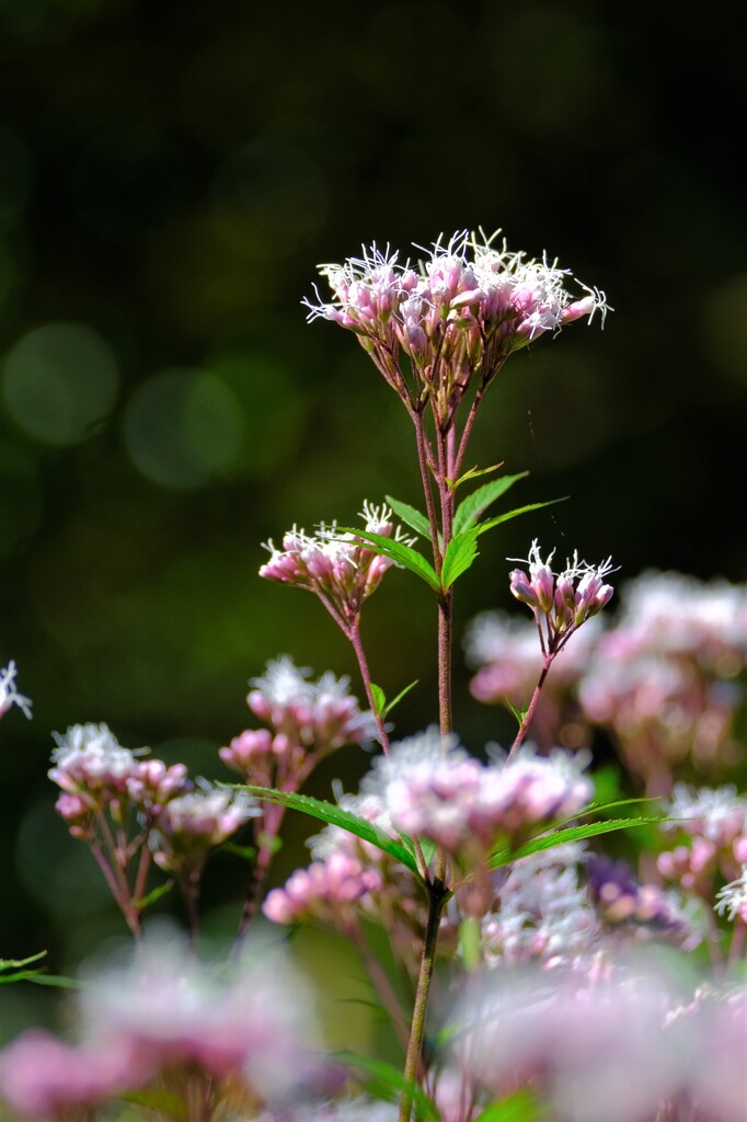 散歩の途中で。Ⅳ