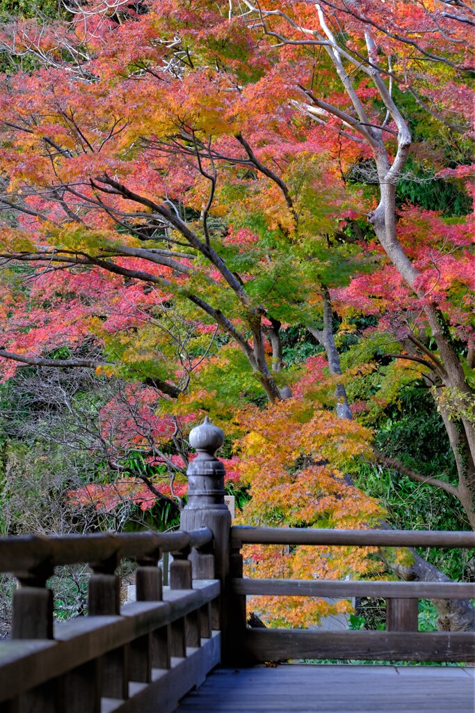 散歩の途中で。12