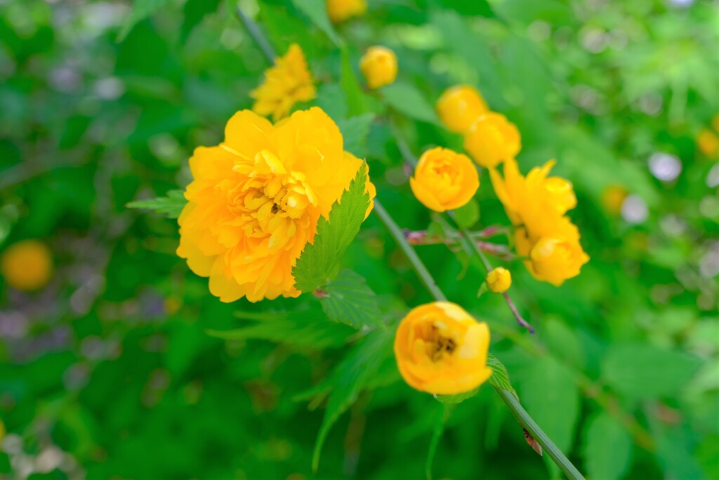 散歩の途中で。9