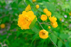 散歩の途中で。9