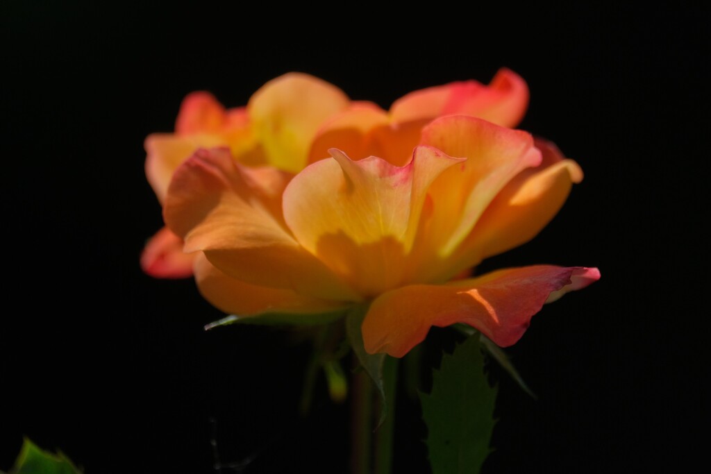 散歩の途中で。