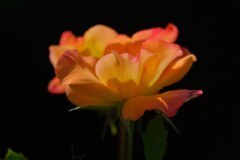 散歩の途中で。