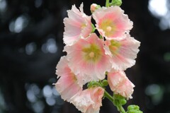 散歩の途中で。