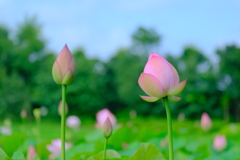 散歩の途中で。