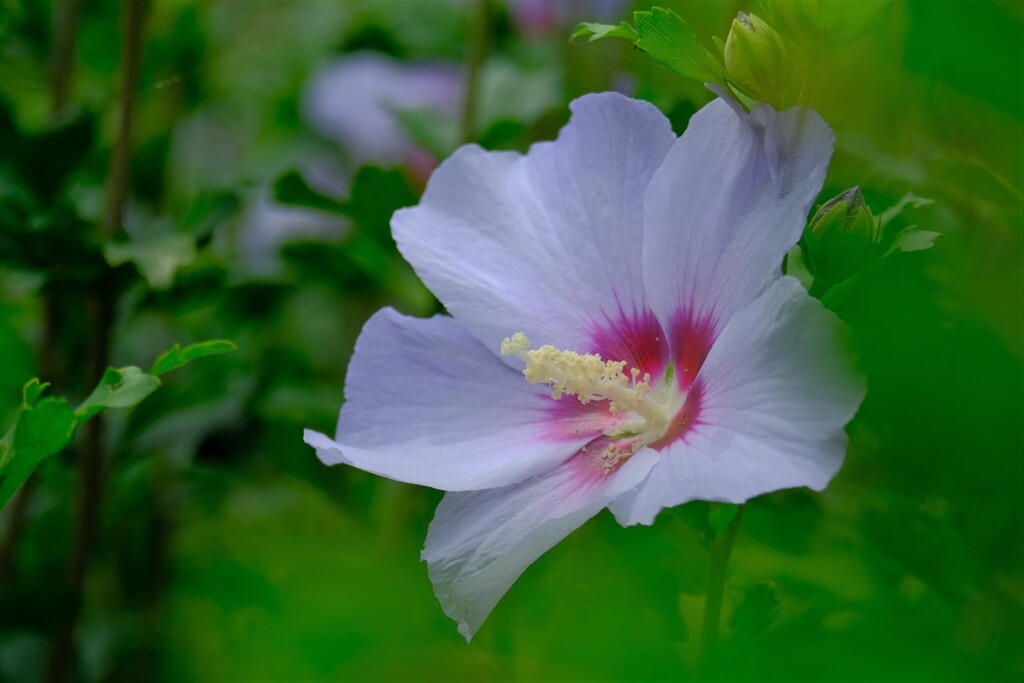 散歩の途中で。①