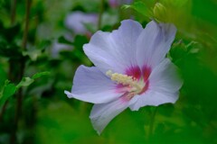 散歩の途中で。①