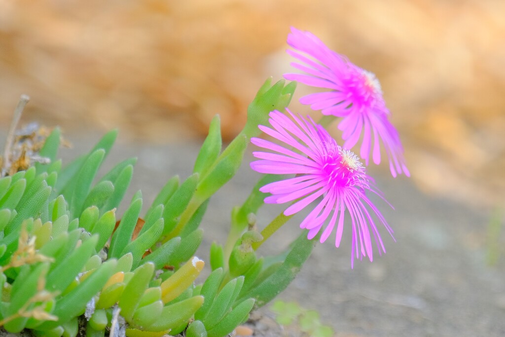 (5)散歩の途中で。8