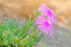 (5)散歩の途中で。8