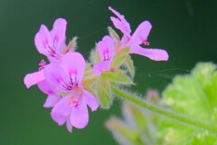 散歩の途中で。