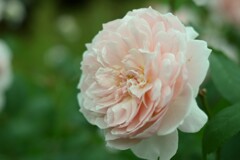 薔薇-2