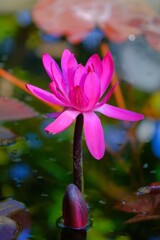 散歩の途中で。①