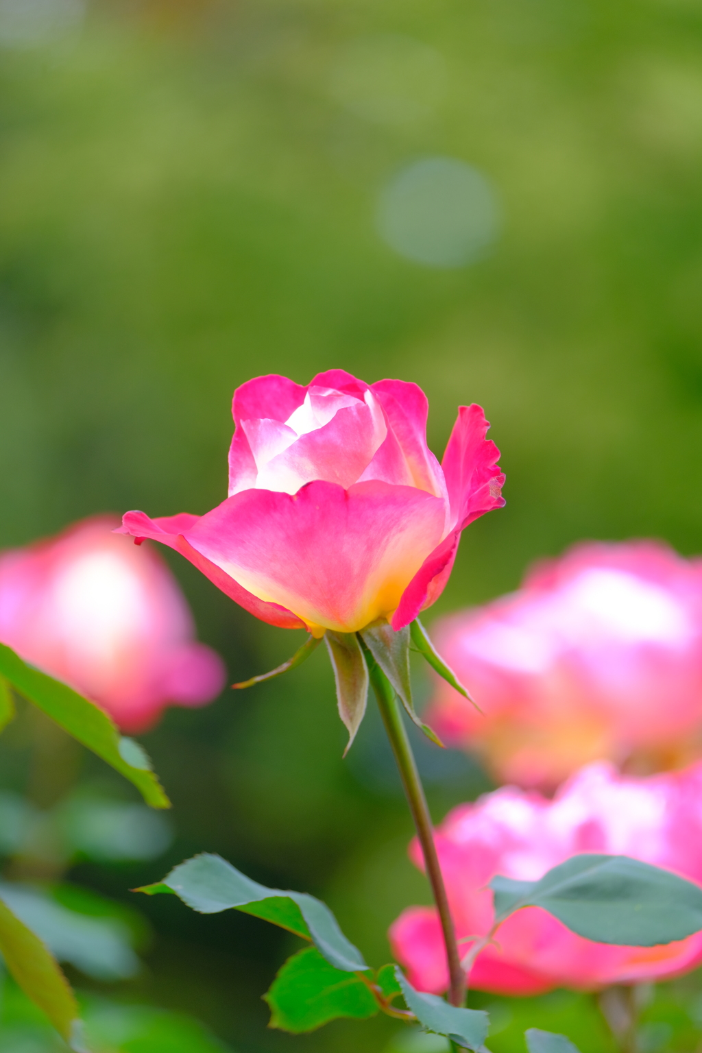 散歩の途中で、④