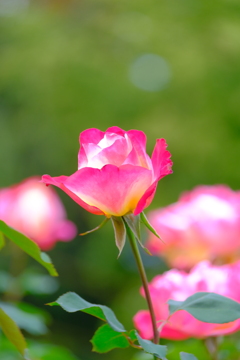 散歩の途中で、④