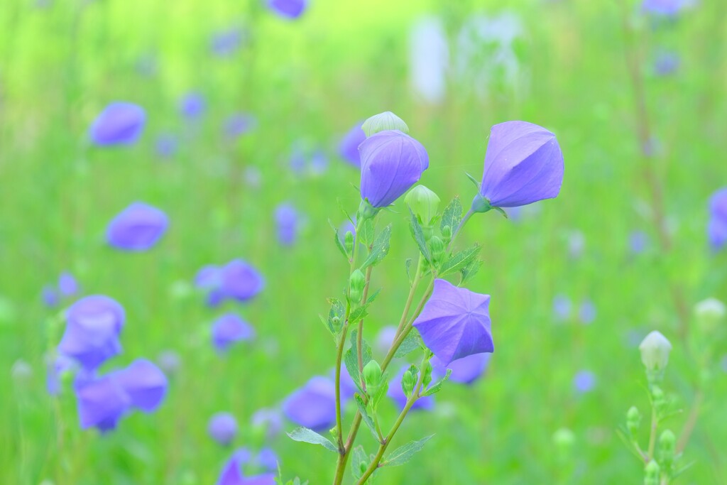 散歩の途中で。