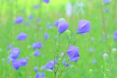 散歩の途中で。