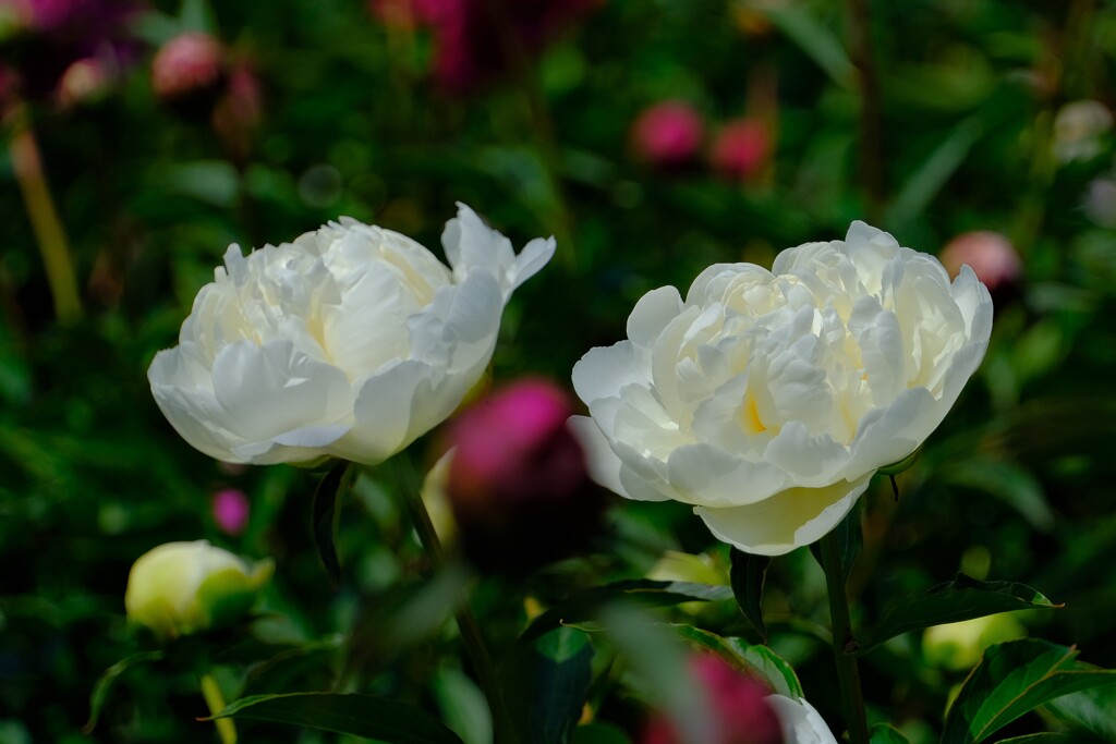 散歩の途中で。④