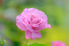 散歩の途中で。