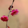 紅梅