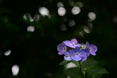 アジサイ（２）