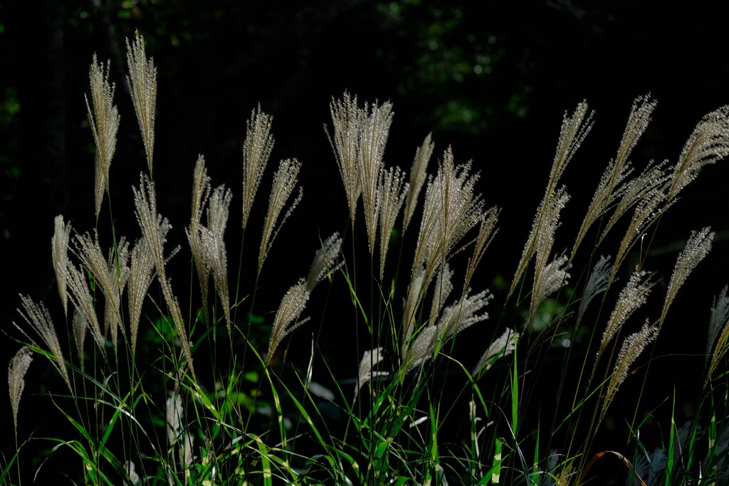 散歩の途中で。4