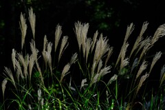 散歩の途中で。4