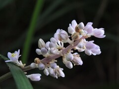 散歩の途中で。１