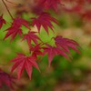 紅葉(3)