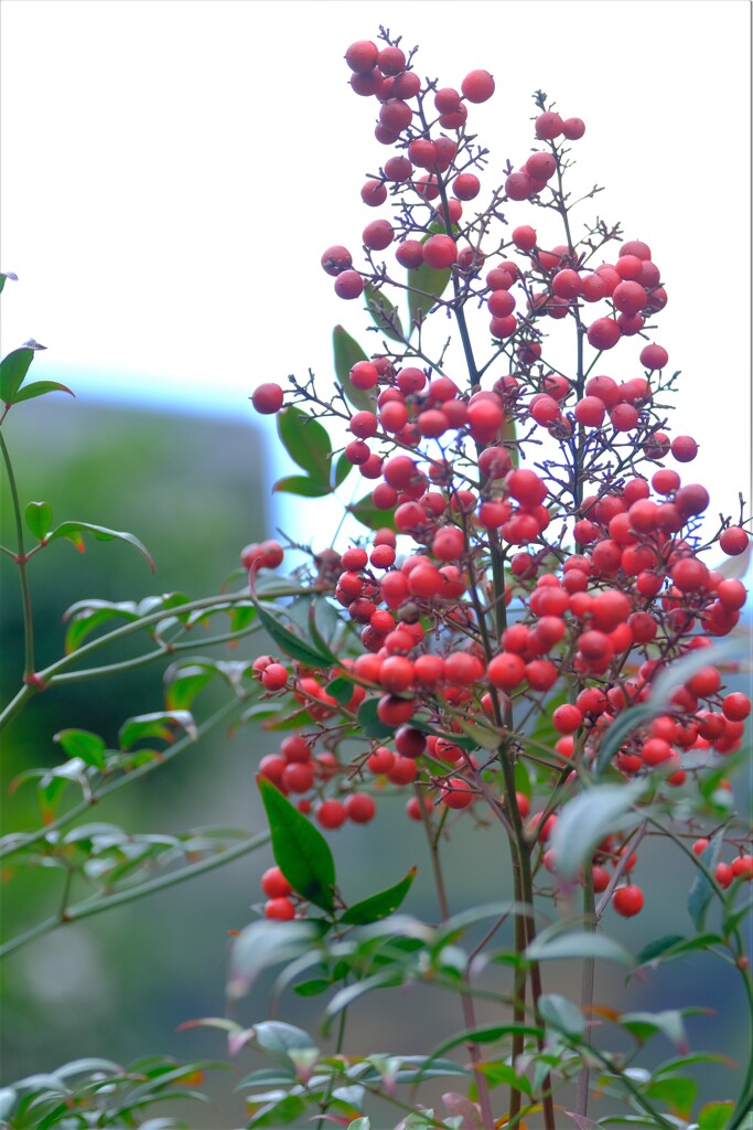 散歩の途中で。③