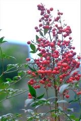 散歩の途中で。③