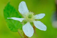 散歩の途中で。7