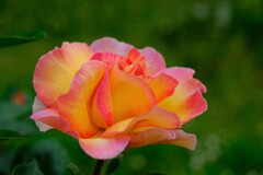 散歩の途中で。9