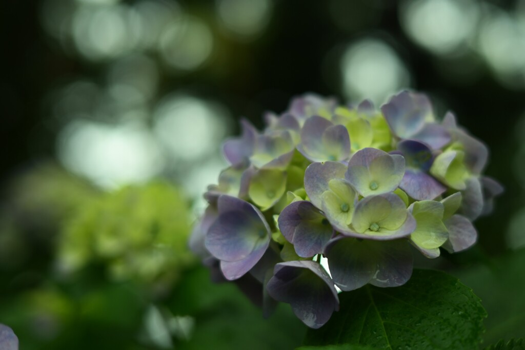 紫陽花