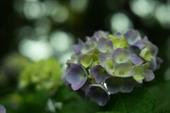 紫陽花