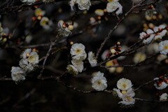 散歩の途中で。⑤