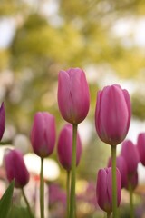 チュ－リップ-３