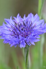 ヤグルマギク-２