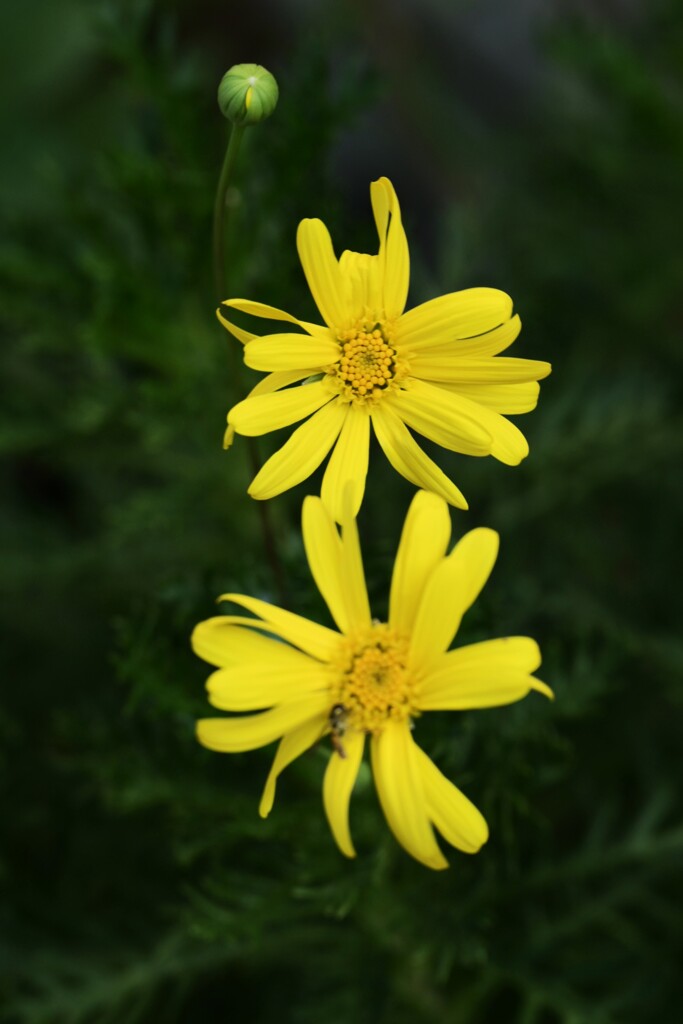 ユリオプスデージー