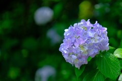 散歩の途中で。⑨