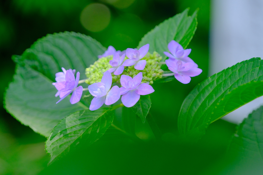 散歩の途中で。Ⅸ