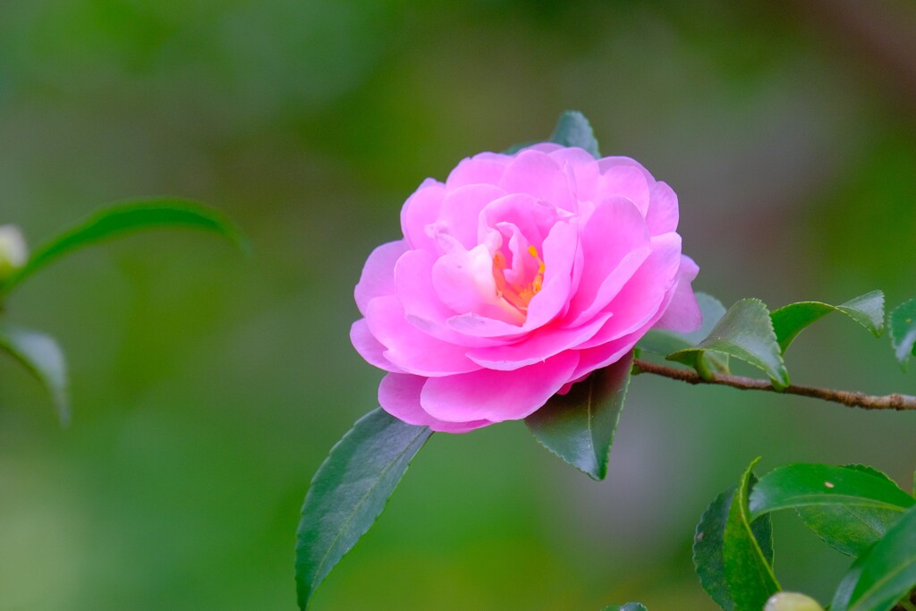 散歩の途中で、Ⅳ