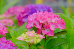 アジサイ（２）