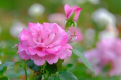 散歩の途中で。Ⅰ