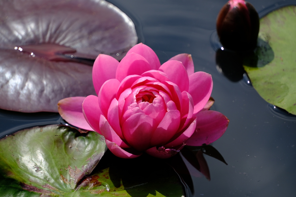 散歩の途中で。①