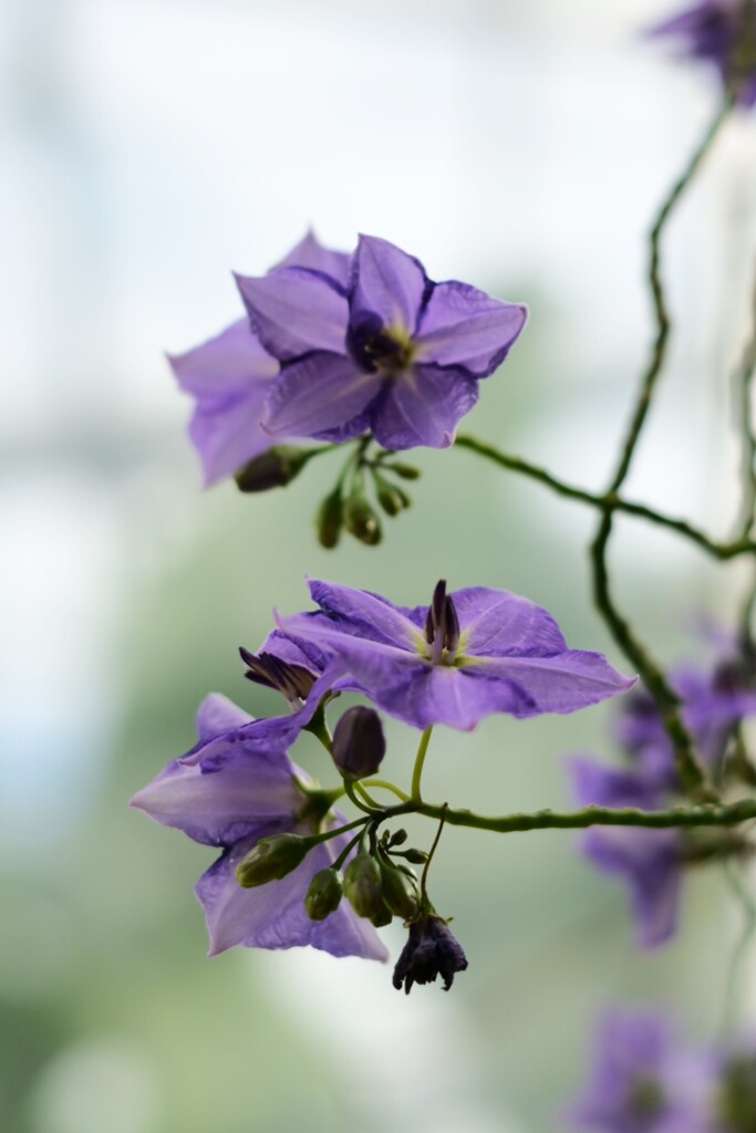 ソラヌム・ウェンドランディ