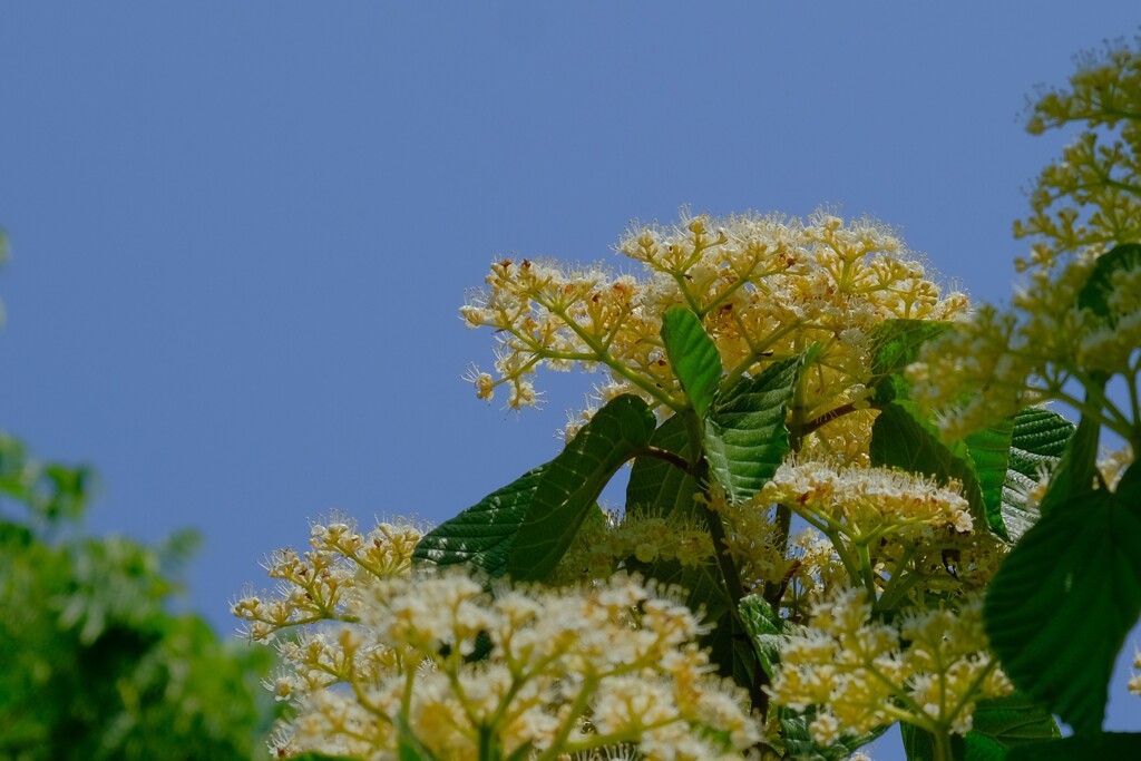 散歩の途中で。（７）