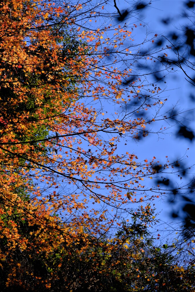 散歩の途中で。①